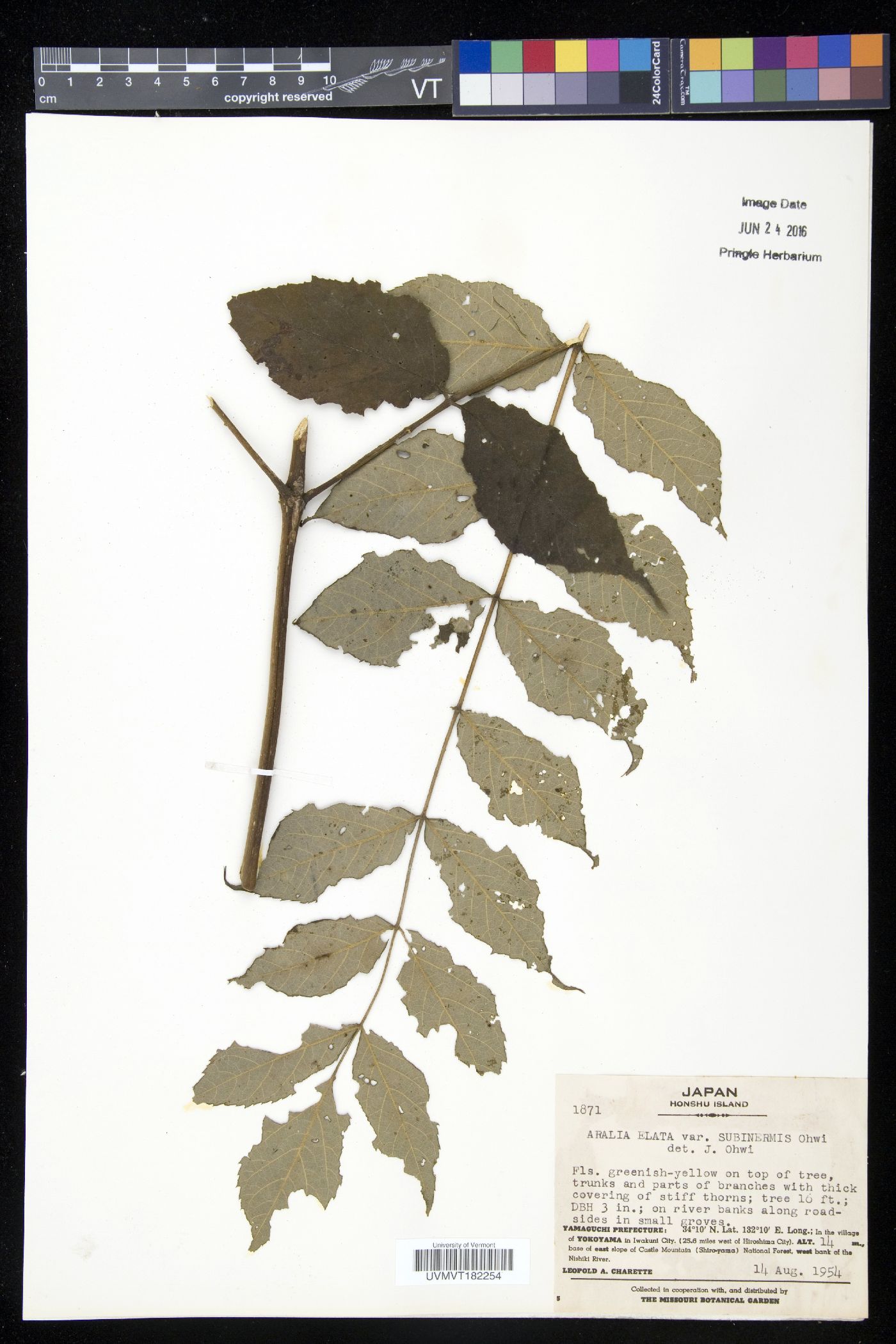 Aralia elata var. elata image