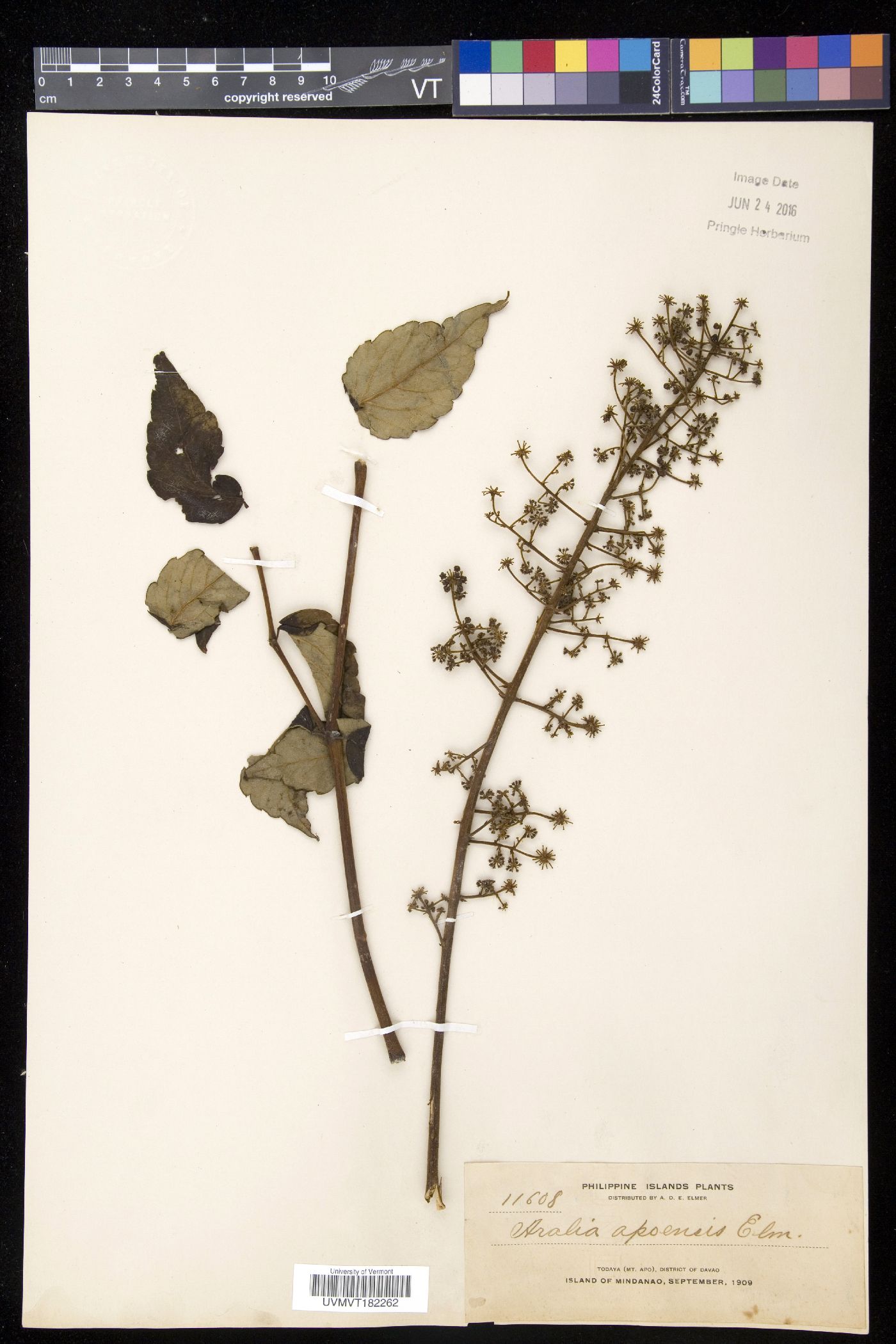 Aralia bipinnata var. apoensis image