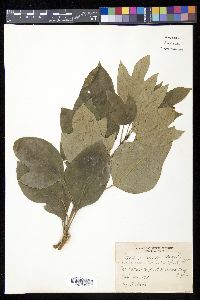 Dendropanax trifidus image