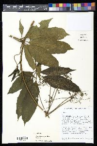Media resource of Mackinlaya confusa