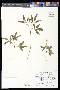 Panax trifolium image