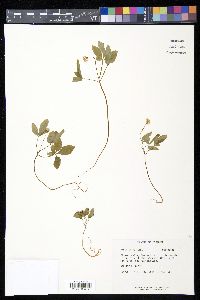 Panax trifolium image