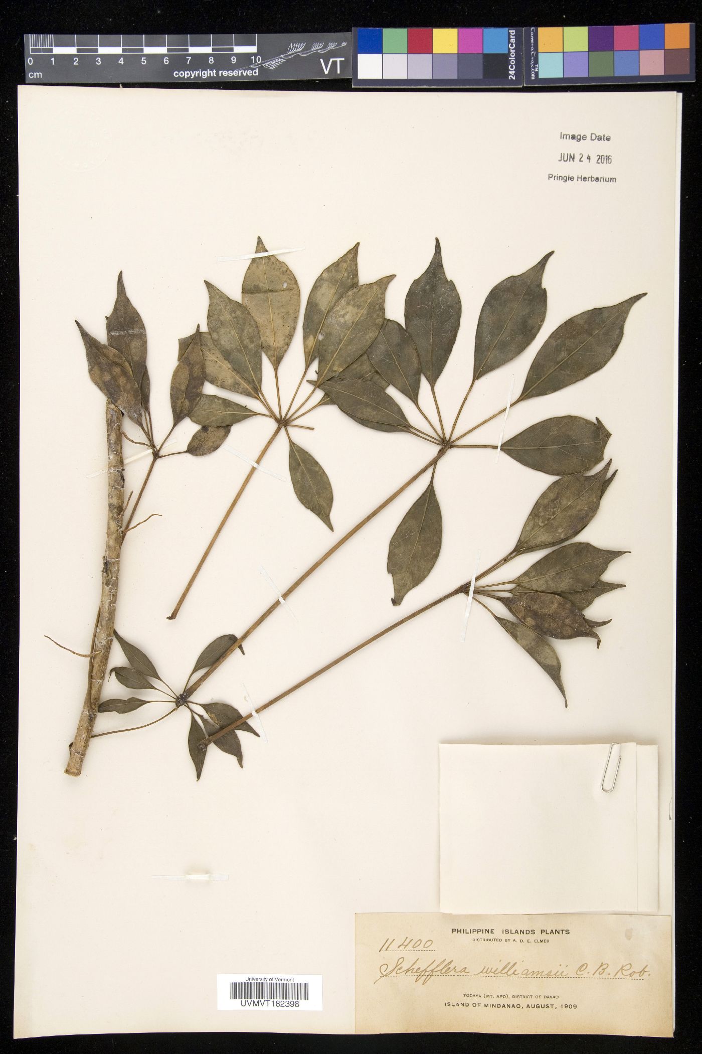 Schefflera foetida image