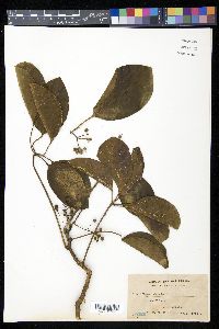 Schefflera odorata image