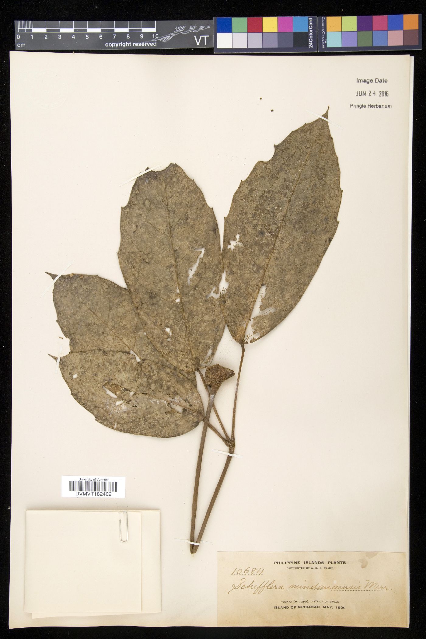 Schefflera macrantha image