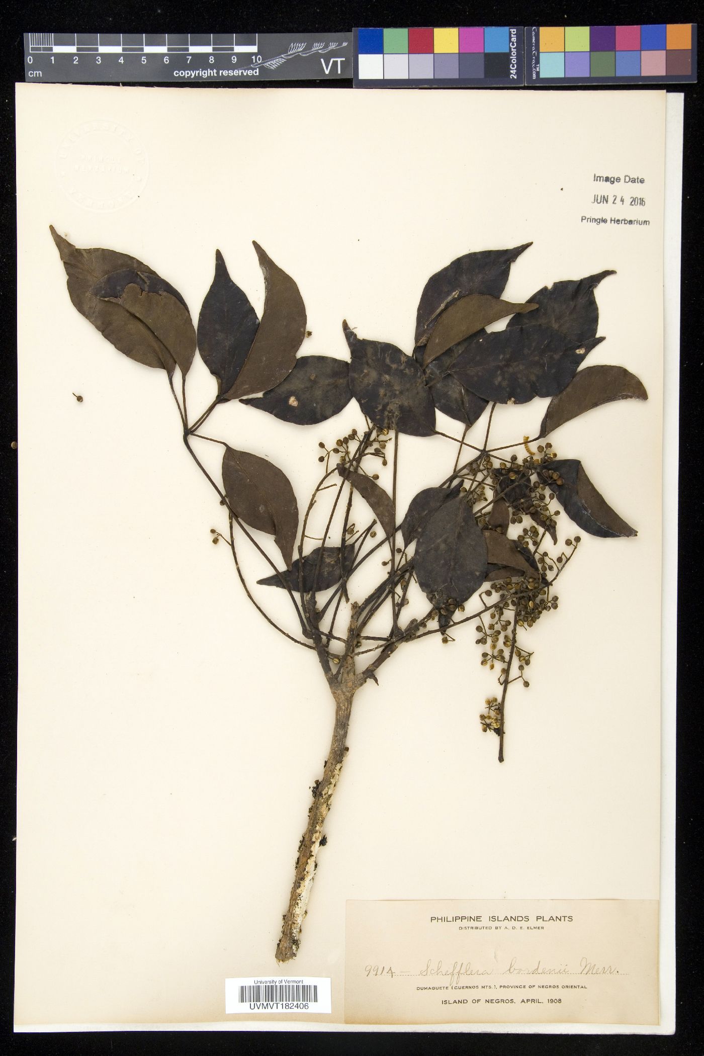 Schefflera bordenii image