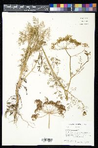Anethum graveolens image
