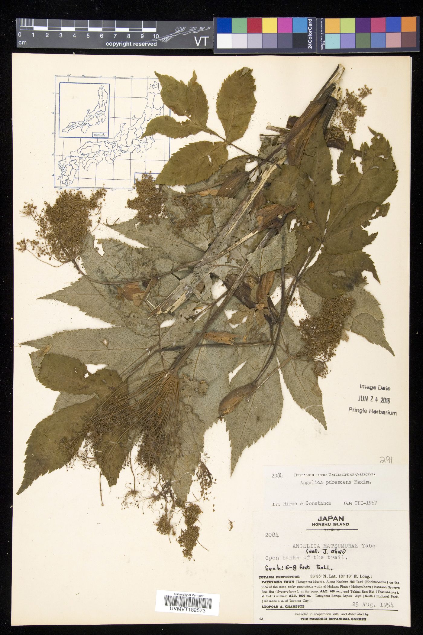 Angelica pubescens image