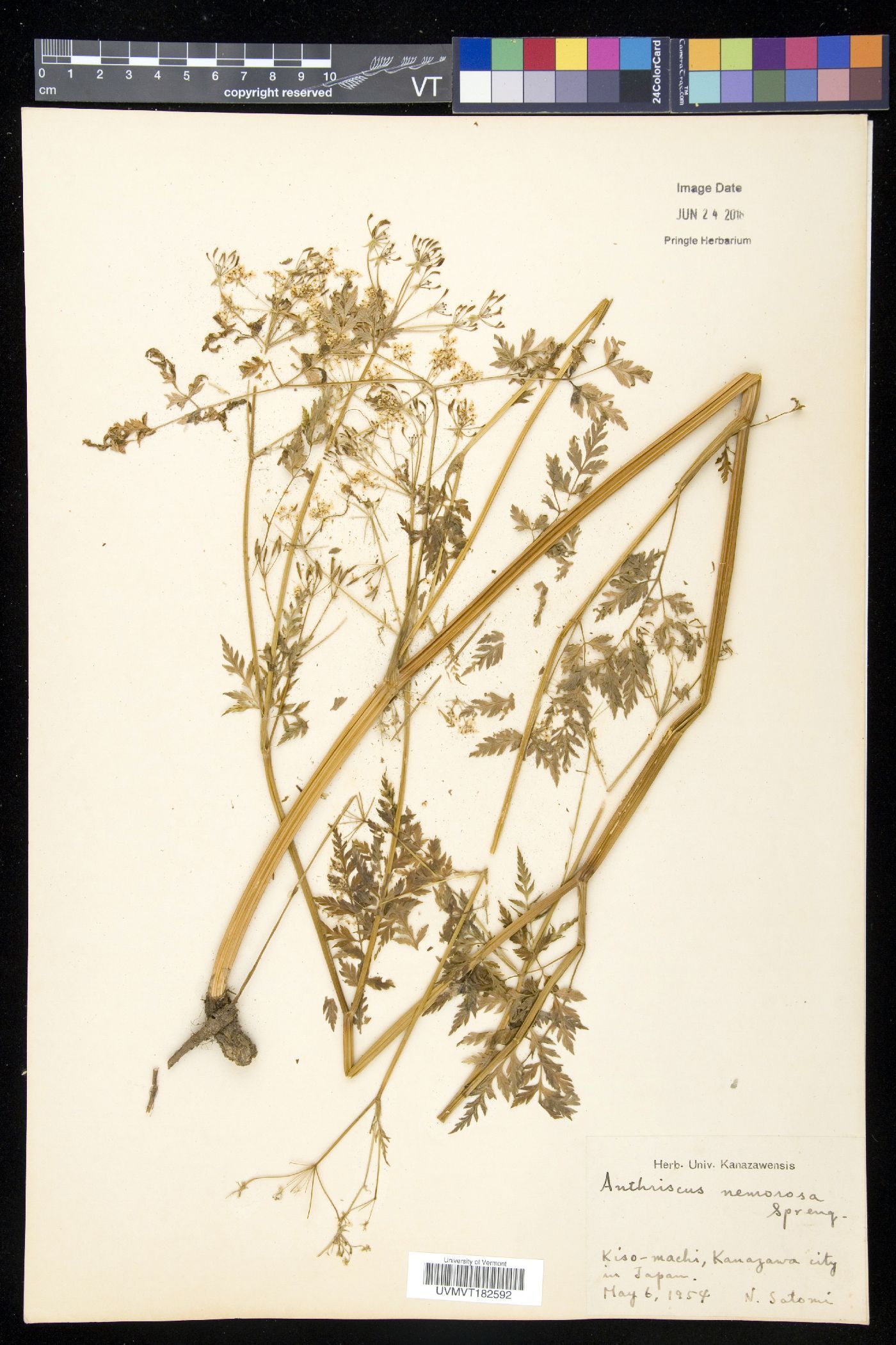 Anthriscus sylvestris subsp. sylvestris image
