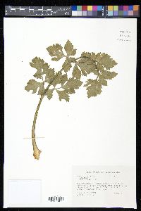 Apium graveolens image