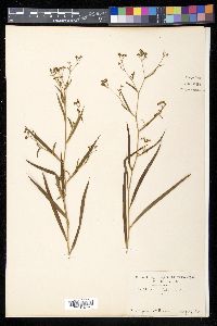 Bupleurum falcatum image