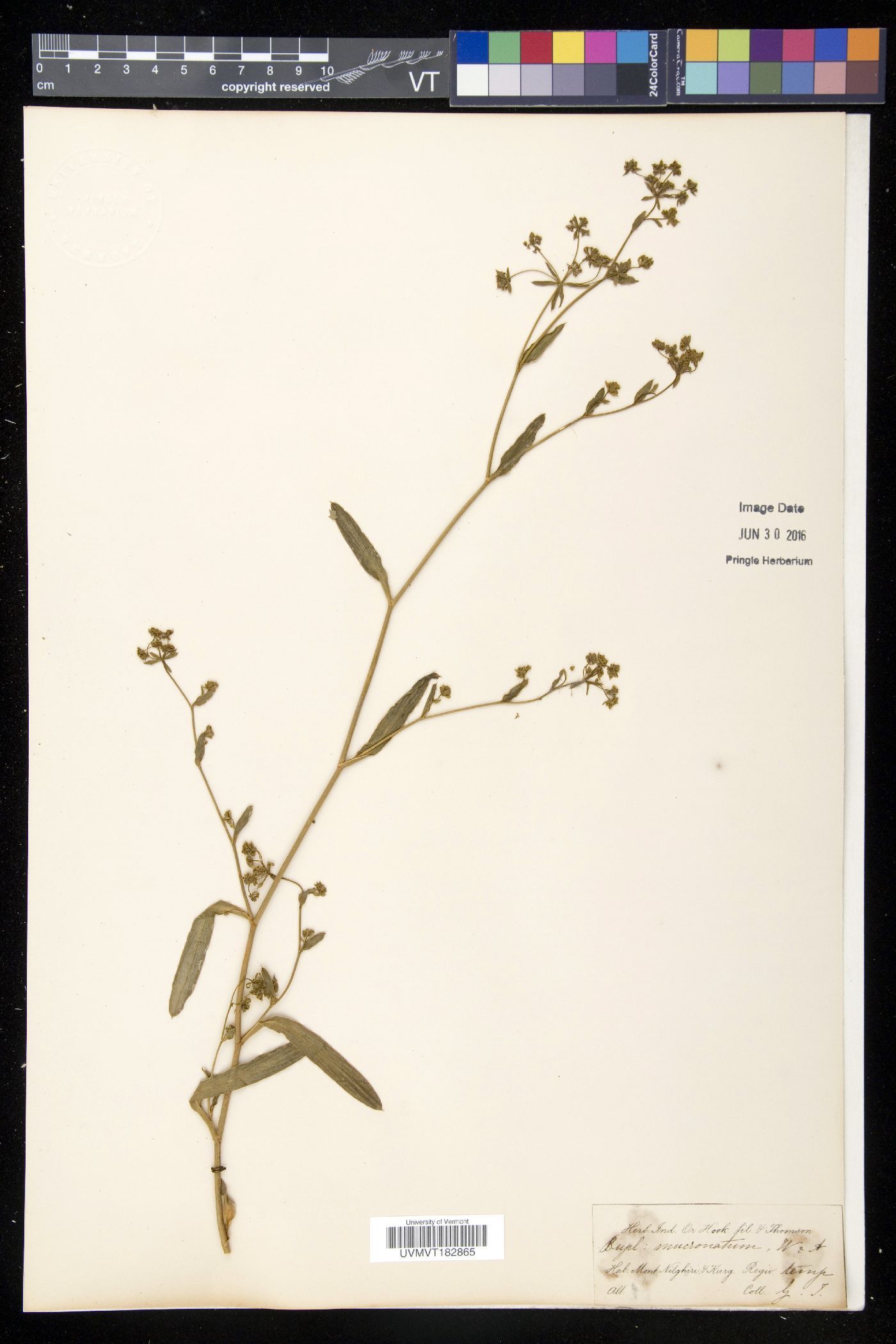 Bupleurum ramosissimum var. wightii image