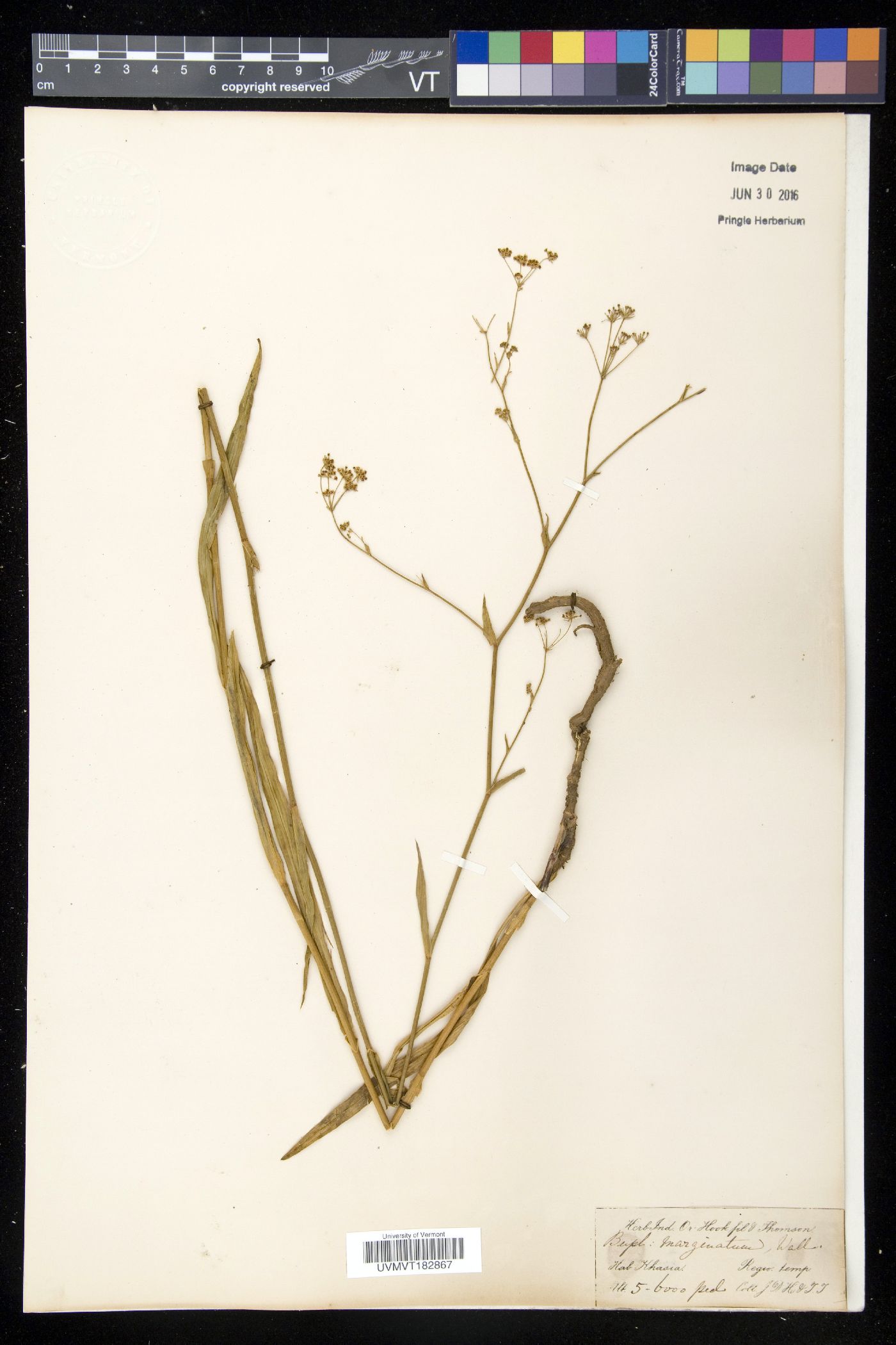 Bupleurum marginatum image