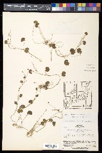 Hydrocotyle ramiflora image