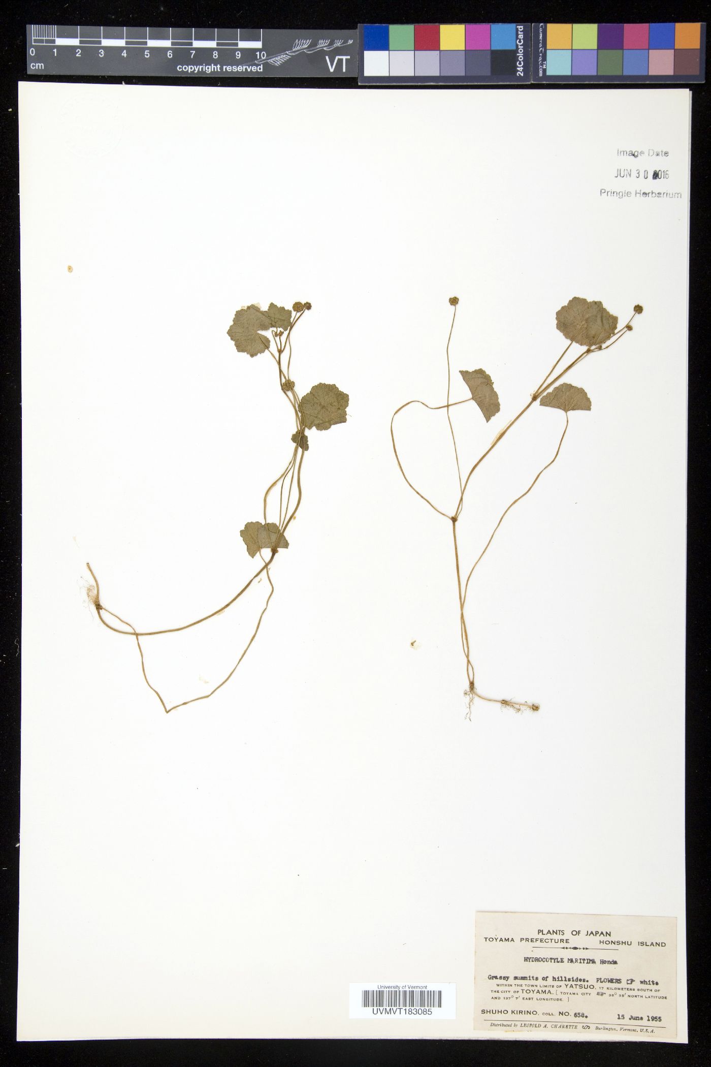 Hydrocotyle maritima image