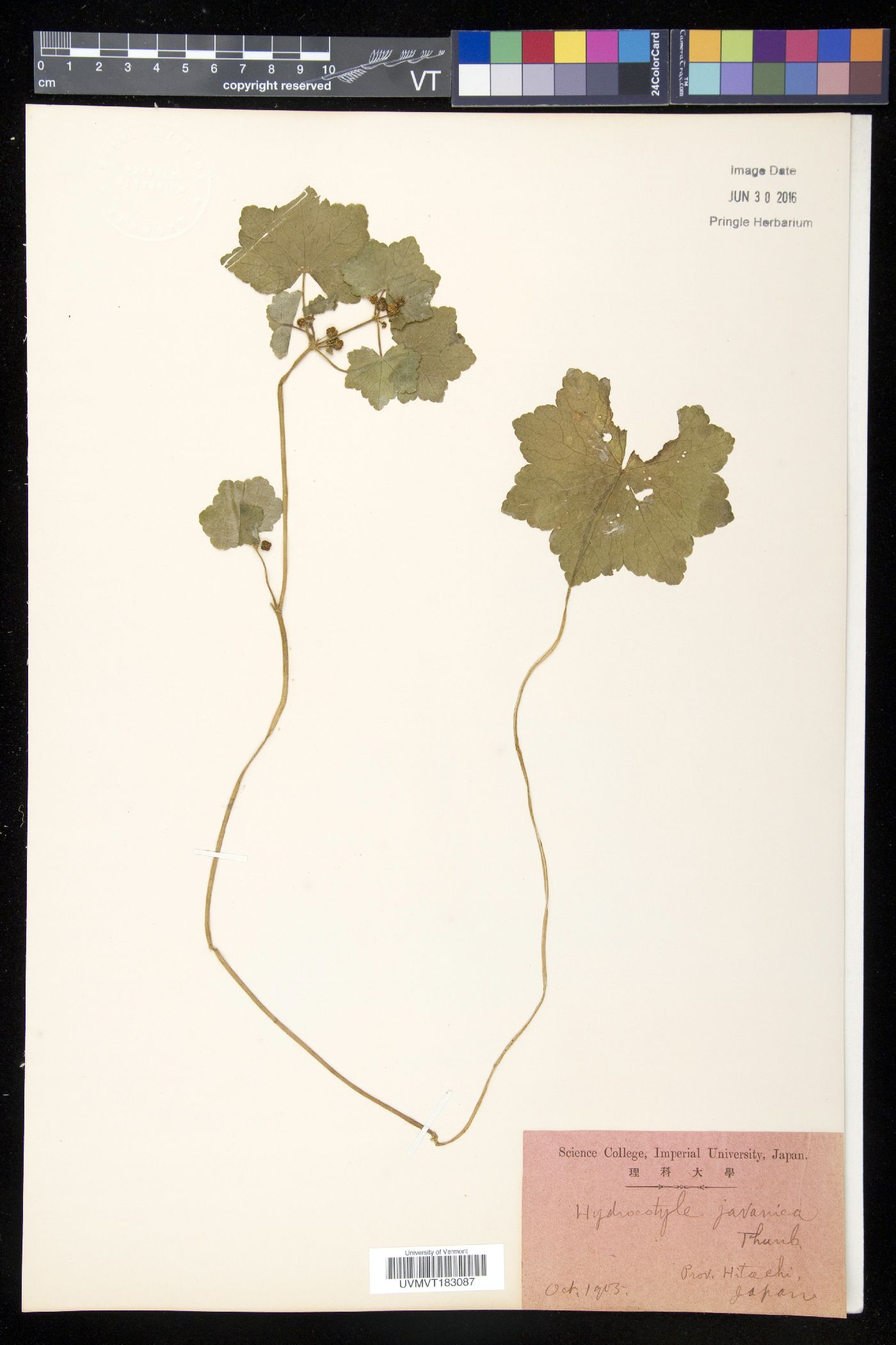 Hydrocotyle javanica image