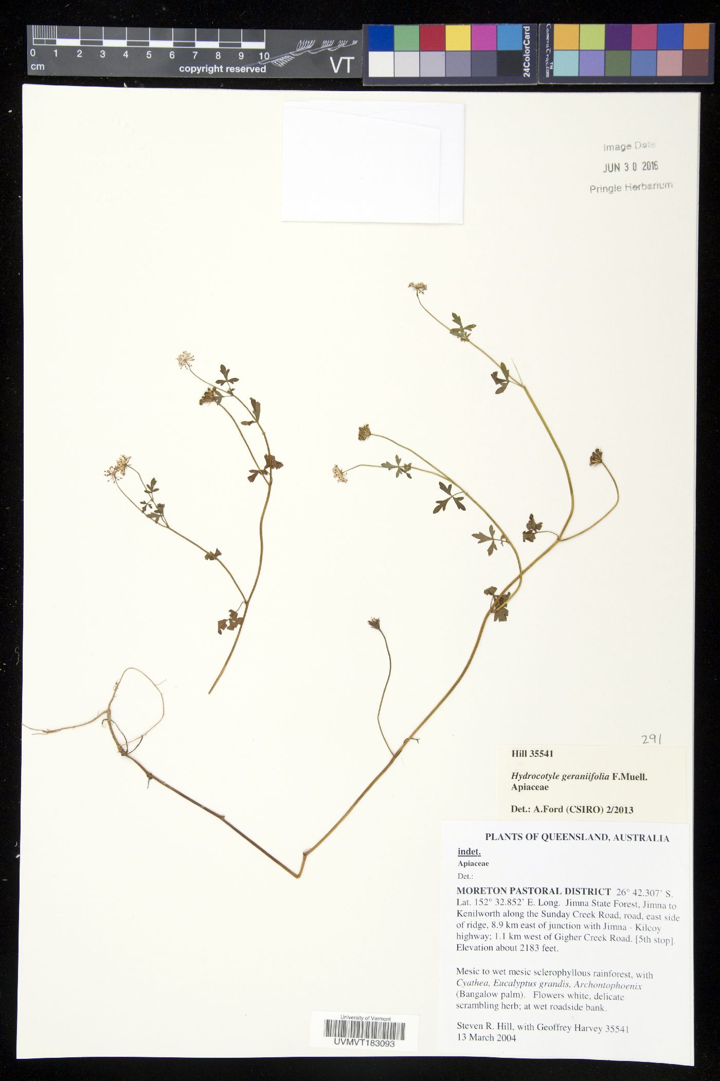 Hydrocotyle grossulariifolia image