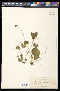 Centella asiatica image