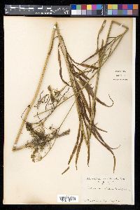 Pterygopleurum neurophyllum image