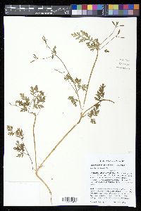 Chaerophyllum procumbens image