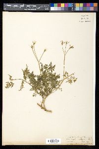 Chaerophyllum villosum image