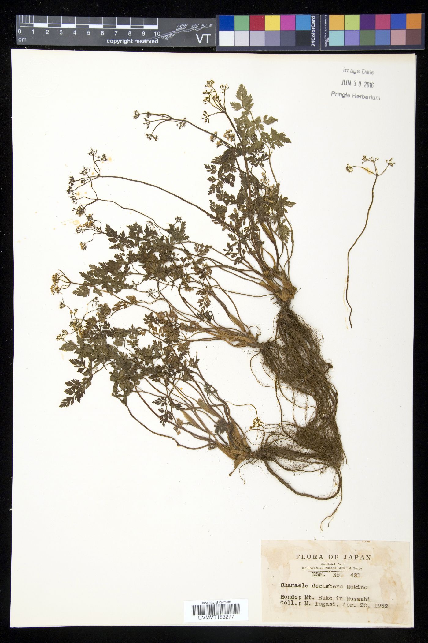 Aegopodium decumbens image