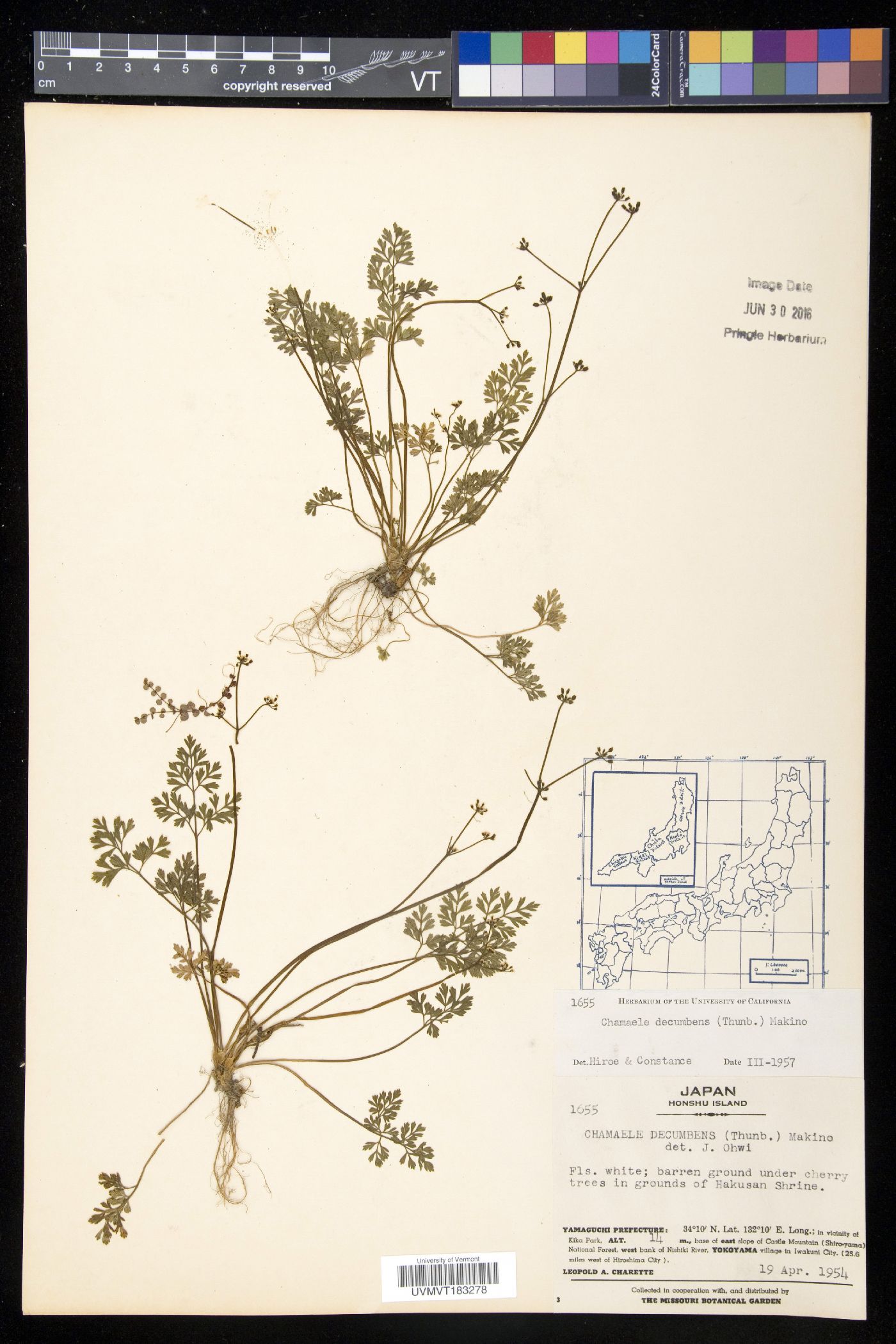 Aegopodium decumbens image