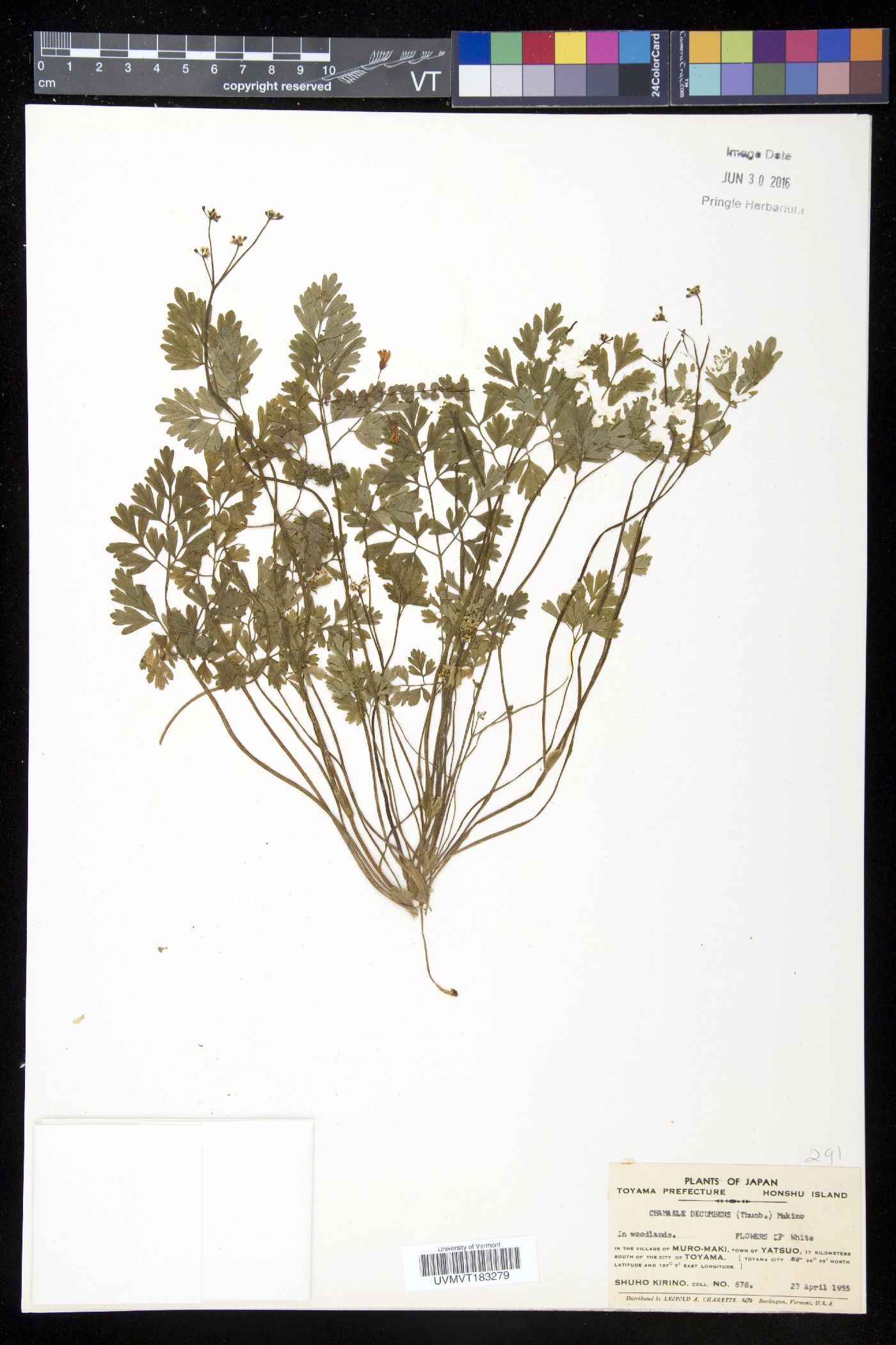 Aegopodium decumbens image