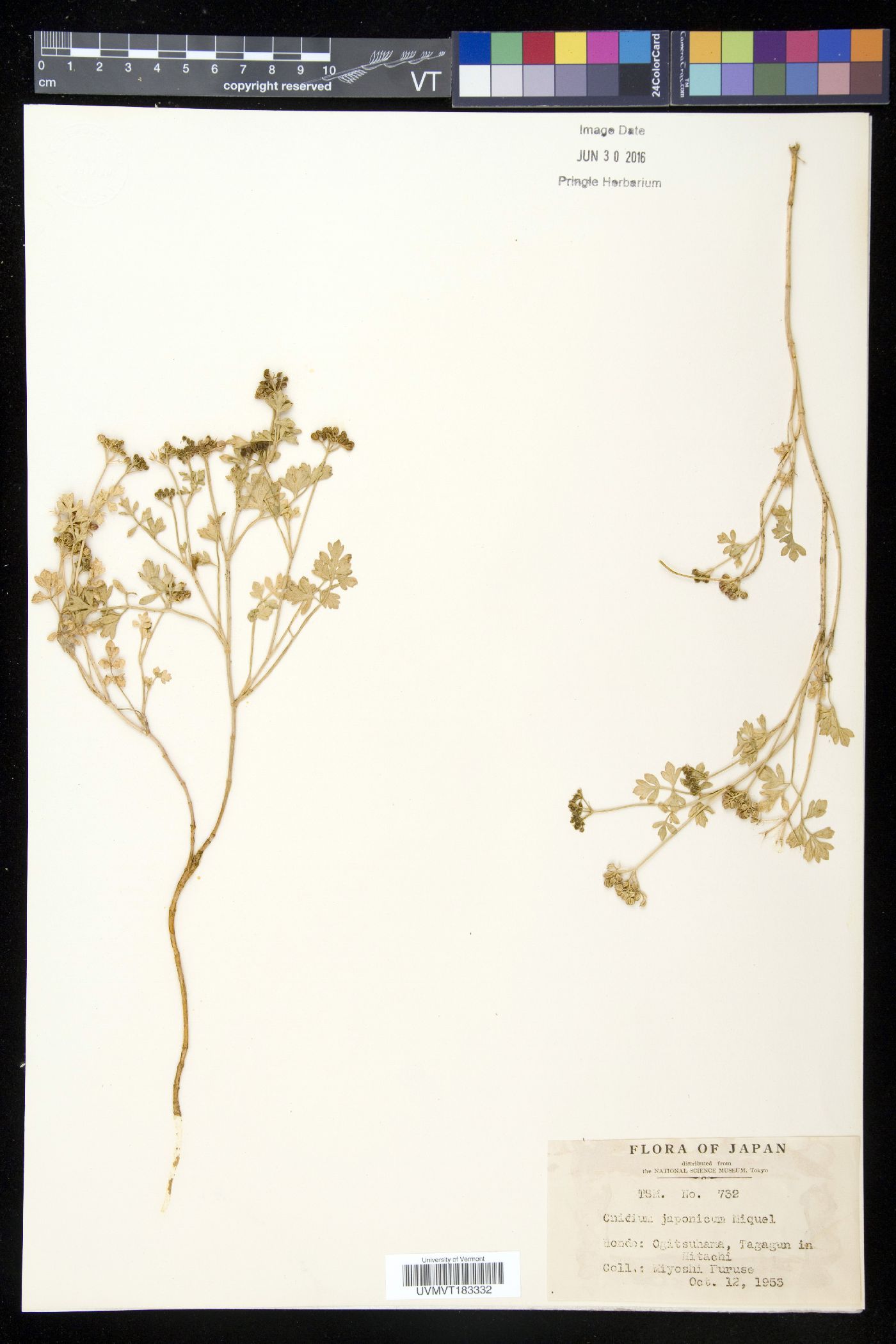Cnidium japonicum image