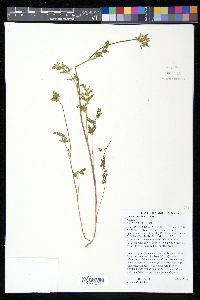 Daucus pusillus image