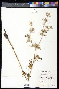 Eryngium hookeri image