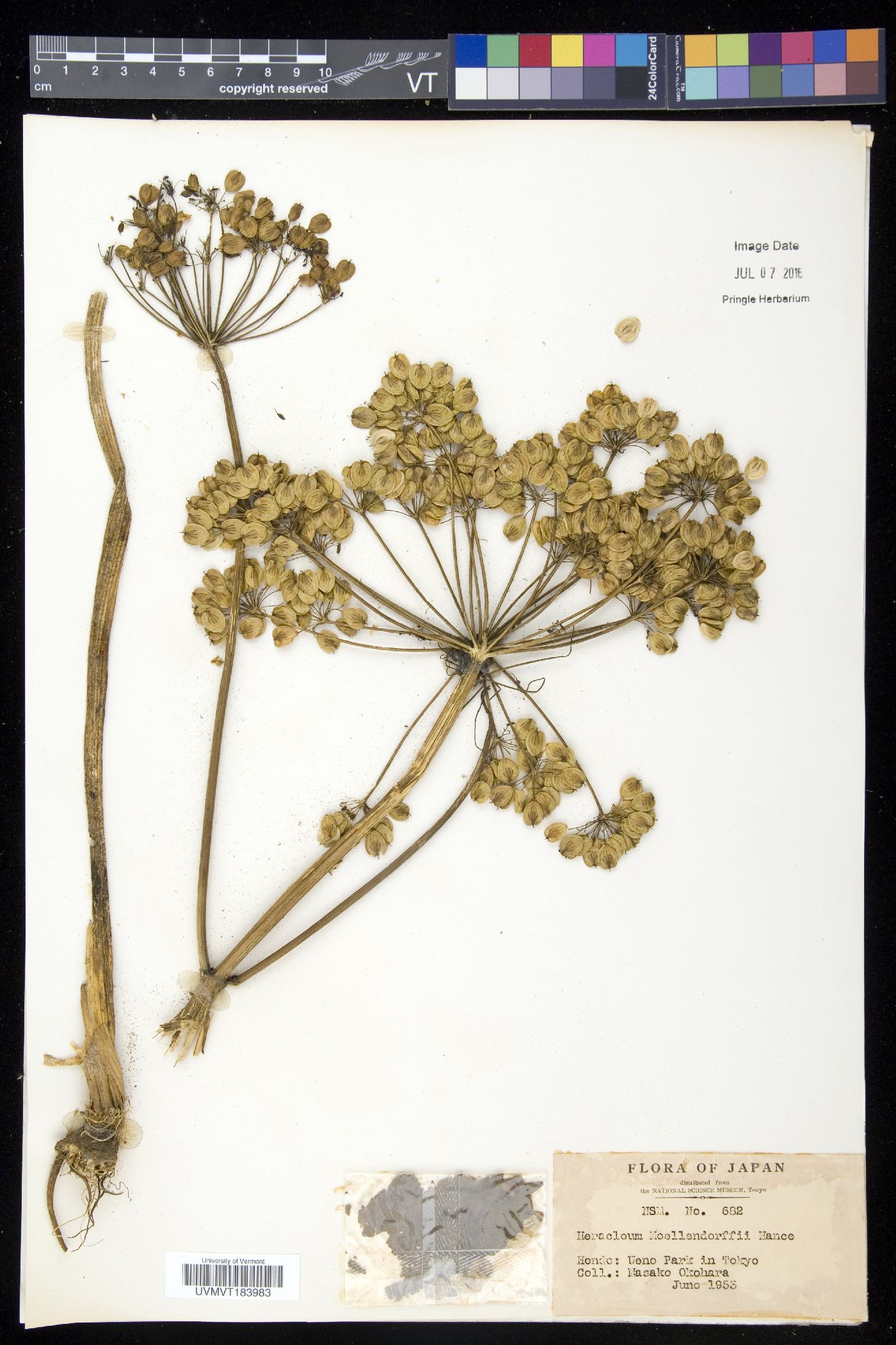 Heracleum moellendorffii image