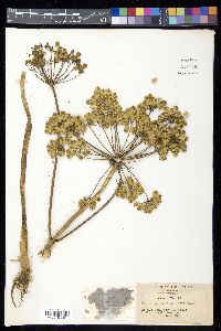 Heracleum moellendorffii image