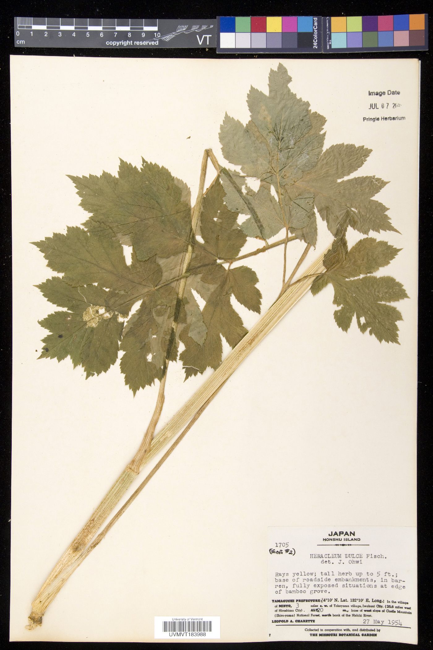 Heracleum sphondylium subsp. elegans image