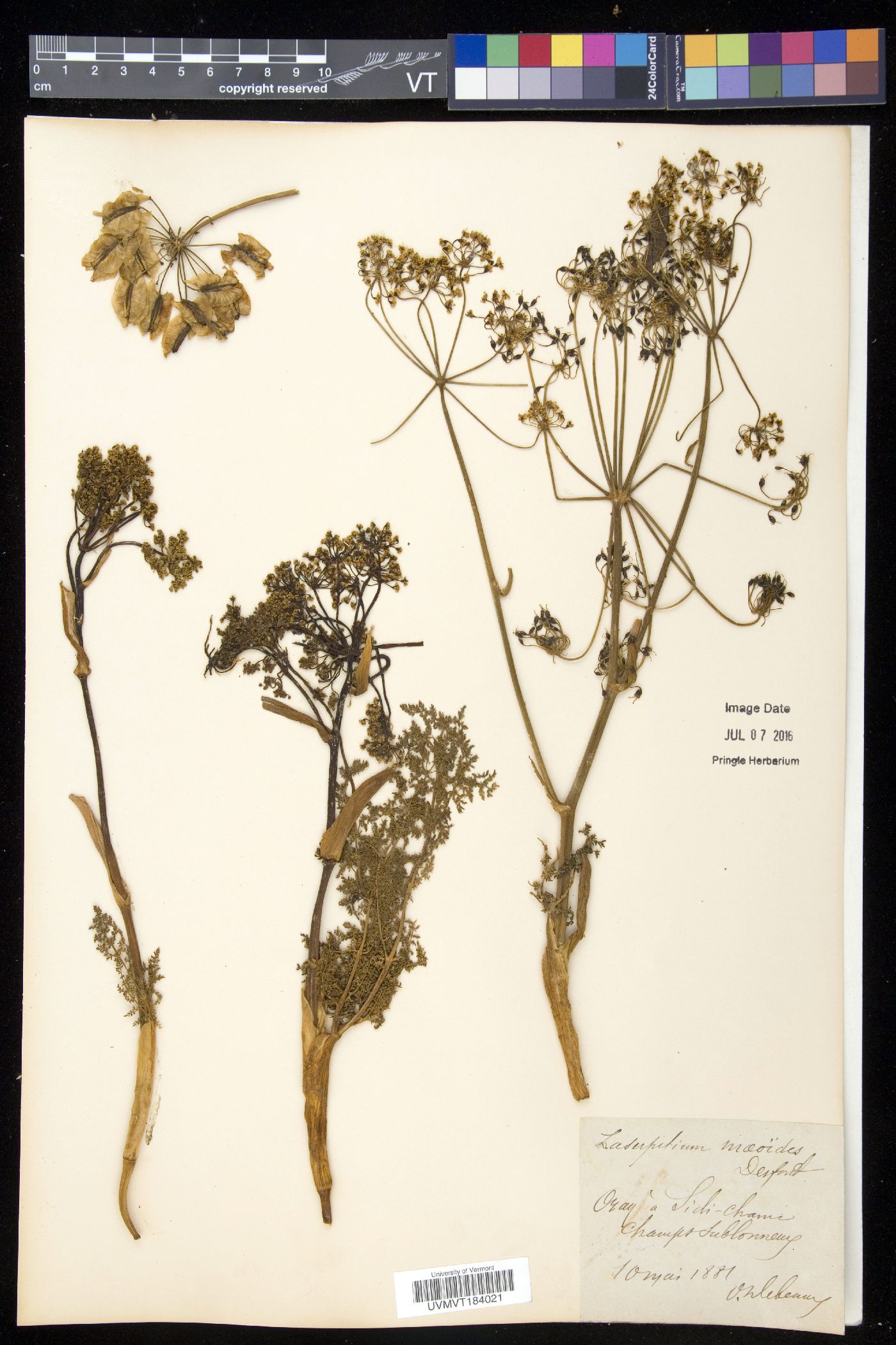 Lacerpitium image
