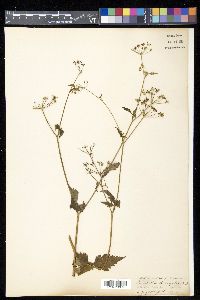 Pimpinella diversifolia image