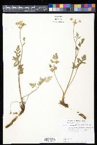 Pseudocymopterus montanus image