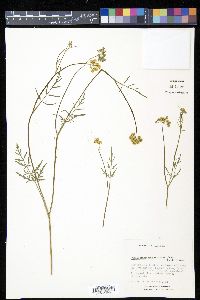 Pseudocymopterus montanus image