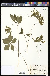 Sanicula odorata image