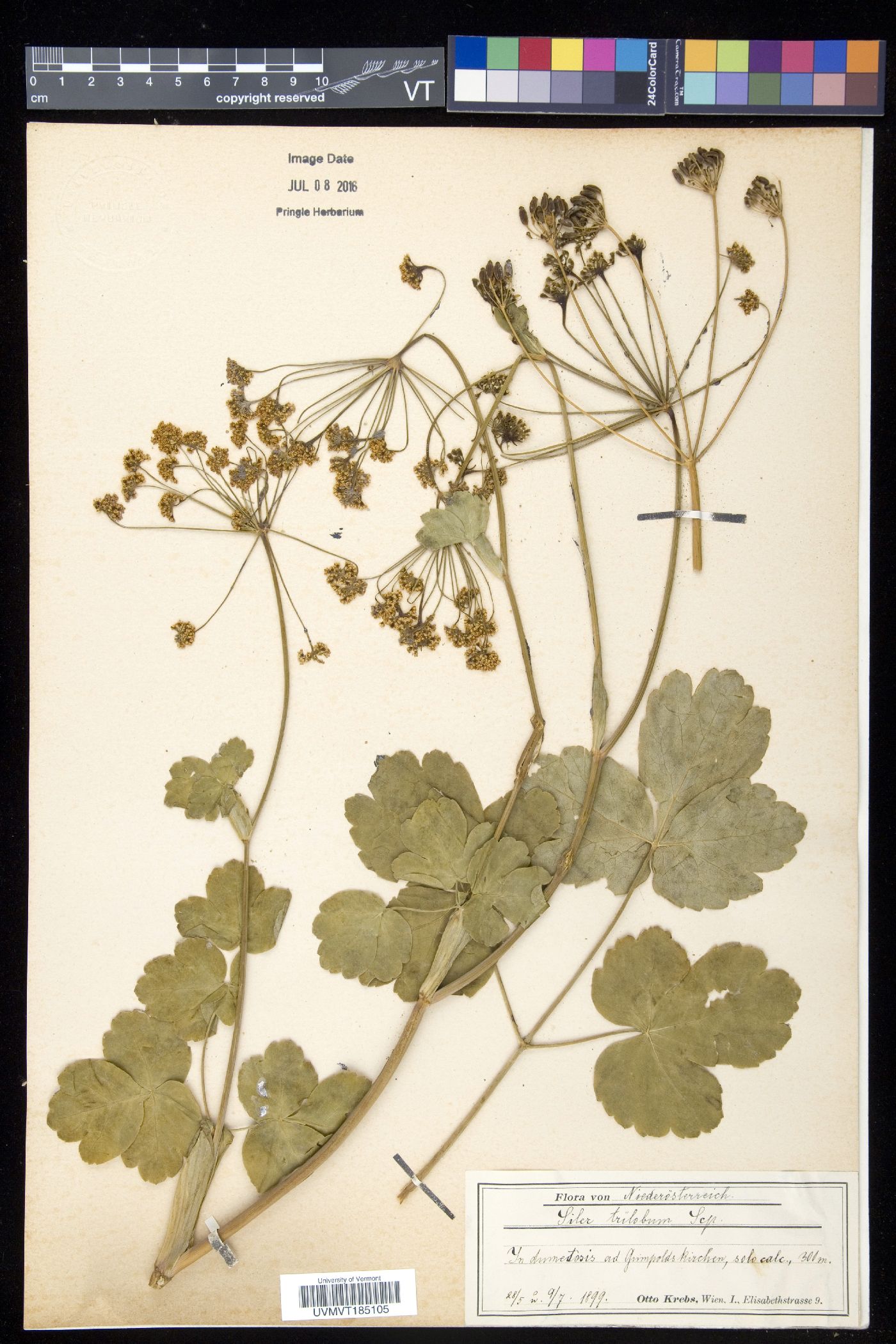 Siler image