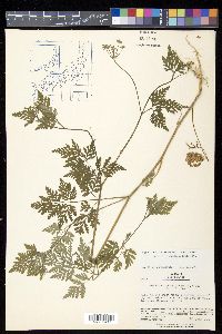 Torilis japonica image