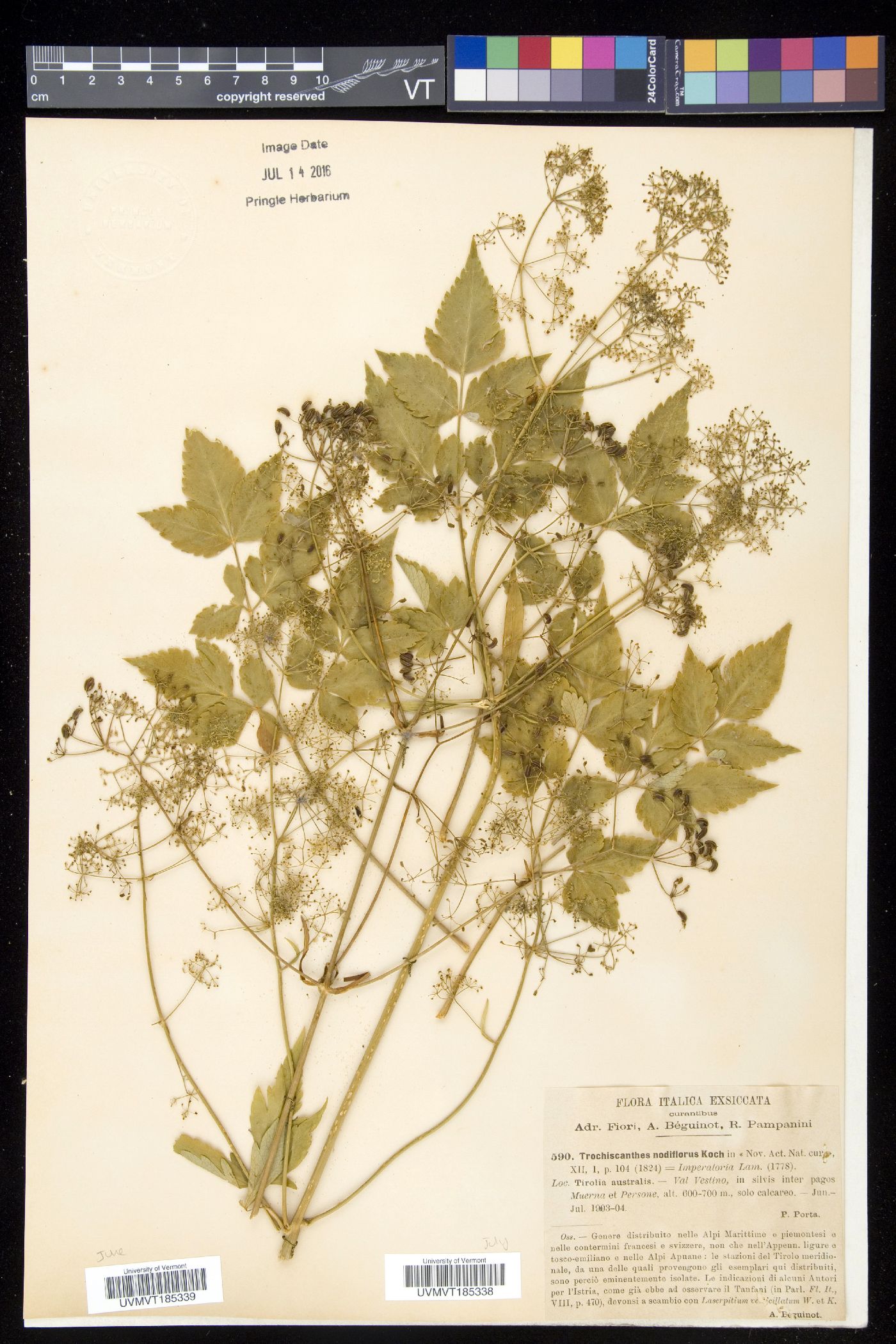 Trochiscanthes image