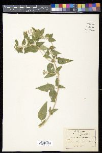 Scutellaria aurea image