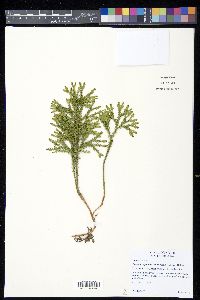 Dendrolycopodium dendroideum image