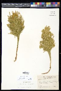 Dendrolycopodium hickeyi image