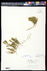 Diphasiastrum alpinum image