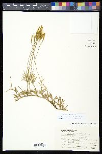 Diphasiastrum thyoides image