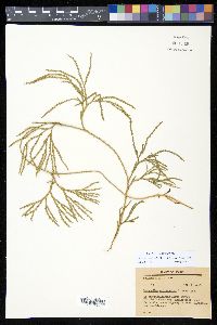 Diphasiastrum thyoides image