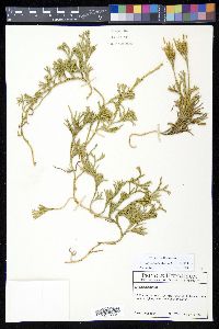 Diphasiastrum thyoides image