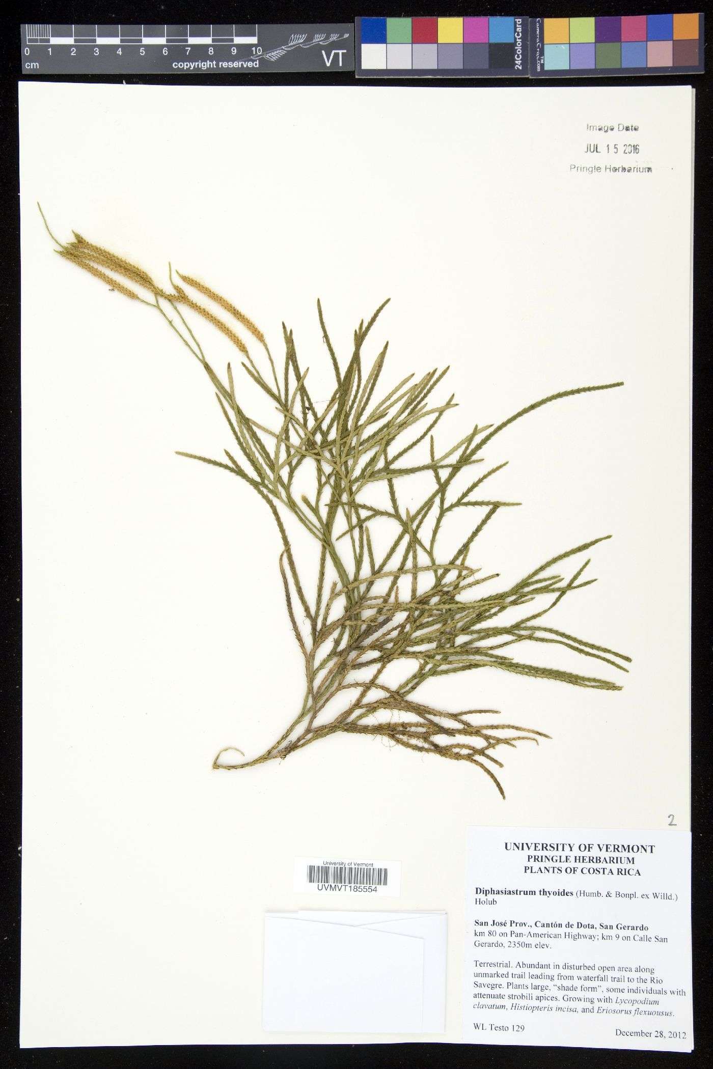 Diphasiastrum thyoides image